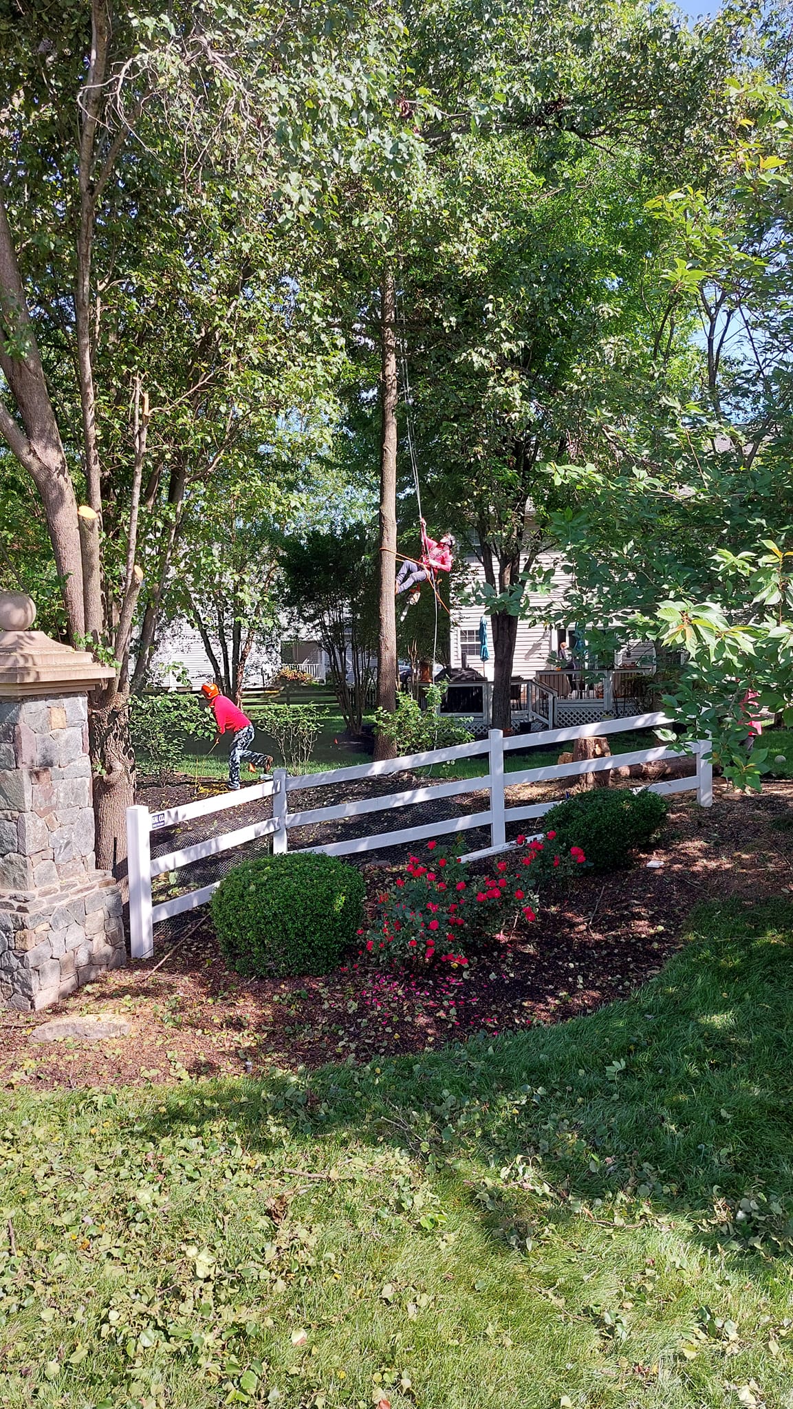 Environmental Benefits of Removing Diseased or Damaged Trees to Promote Healthier Landscapes